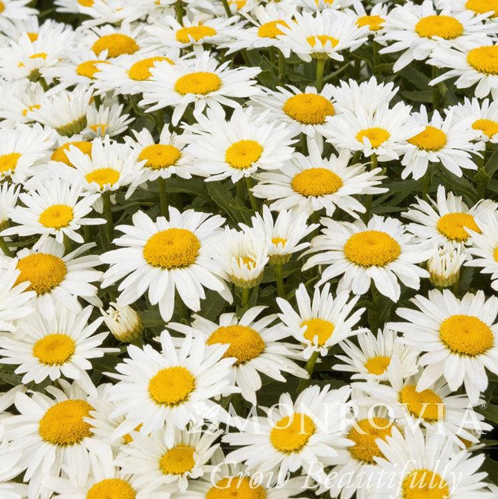 Leucanthemum 'TNLEUS' PP #31,456 ~ Monrovia® Shortstop™ Shasta Daisy-ServeScape