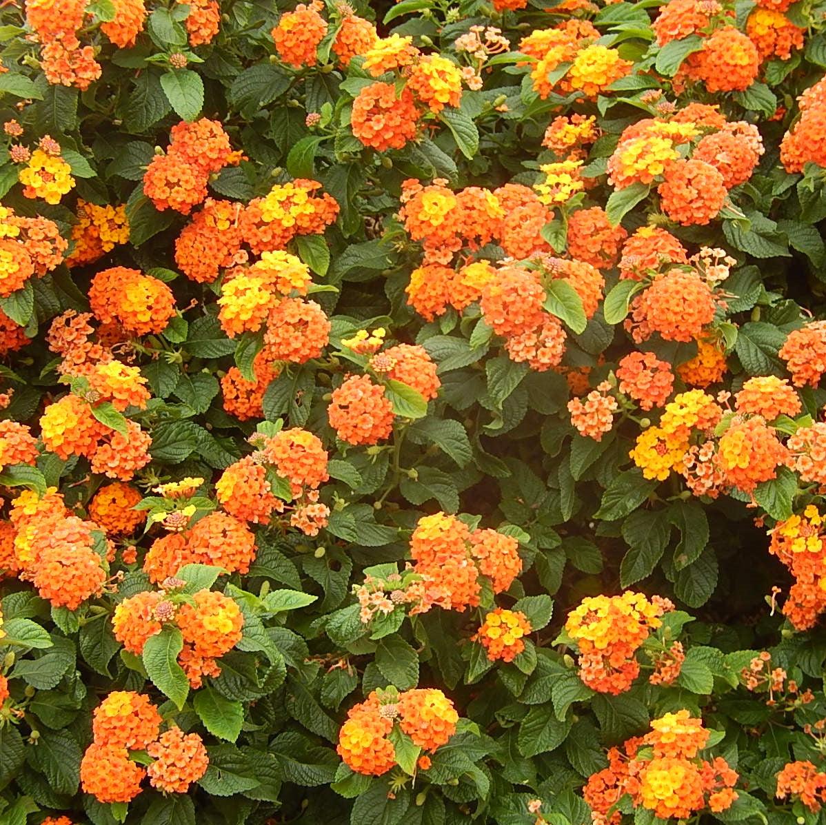 Lantana camara 'Fiesta Paloma' ~ Monrovia® Fiesta™ Paloma Lantana-ServeScape