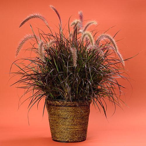 Pennisetum setaceum 'Rubrum' ~ Monrovia® Graceful Grasses® Purple Fountain Grass, Red Fountain Grass-ServeScape