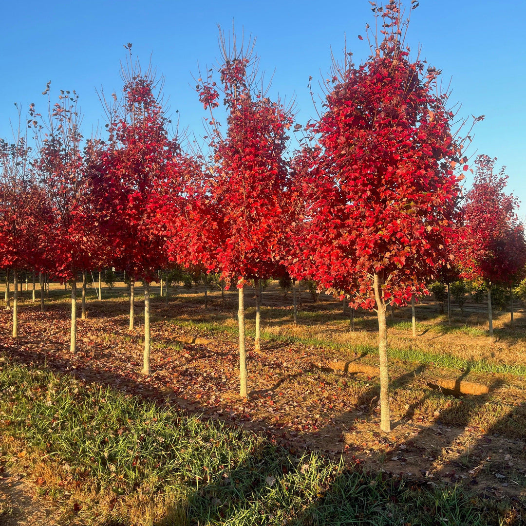 Acer rubrum 'Frank Jr.' PP16769 ~ Redpointe® Red Maple-ServeScape