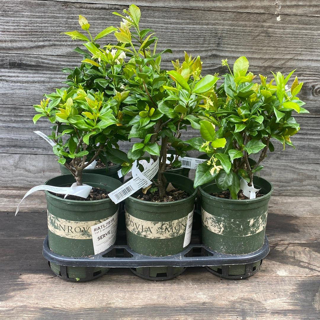 Trachelospermum jasminoides 'Madison' ~ Madison Star Jasmine-ServeScape