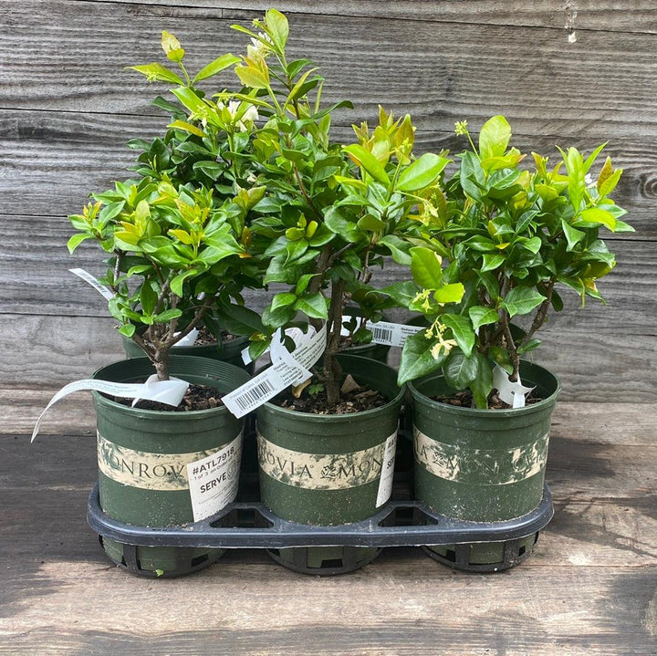 Trachelospermum jasminoides 'Madison' ~ Madison Star Jasmine-ServeScape