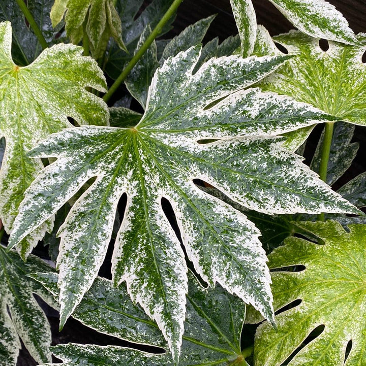 Fatsia japonica 'Spider's Web' ~ Spider's Web Fatsia-ServeScape