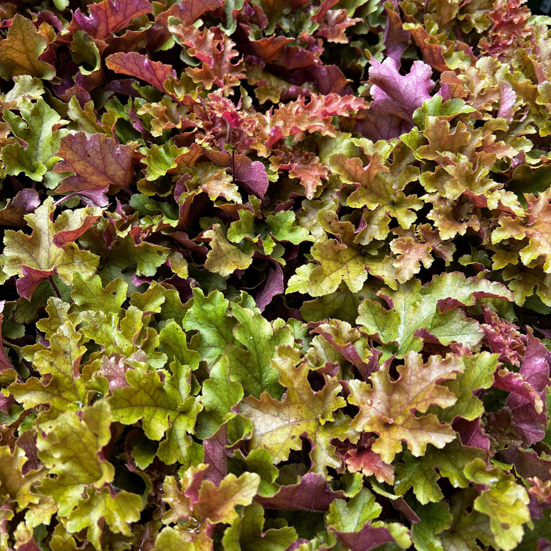 Heuchera x 'Marmalade' ~ Marmalade Coral Bells-ServeScape