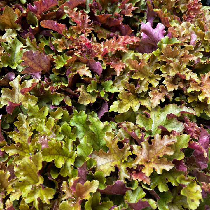Heuchera x 'Marmalade' ~ Marmalade Coral Bells-ServeScape