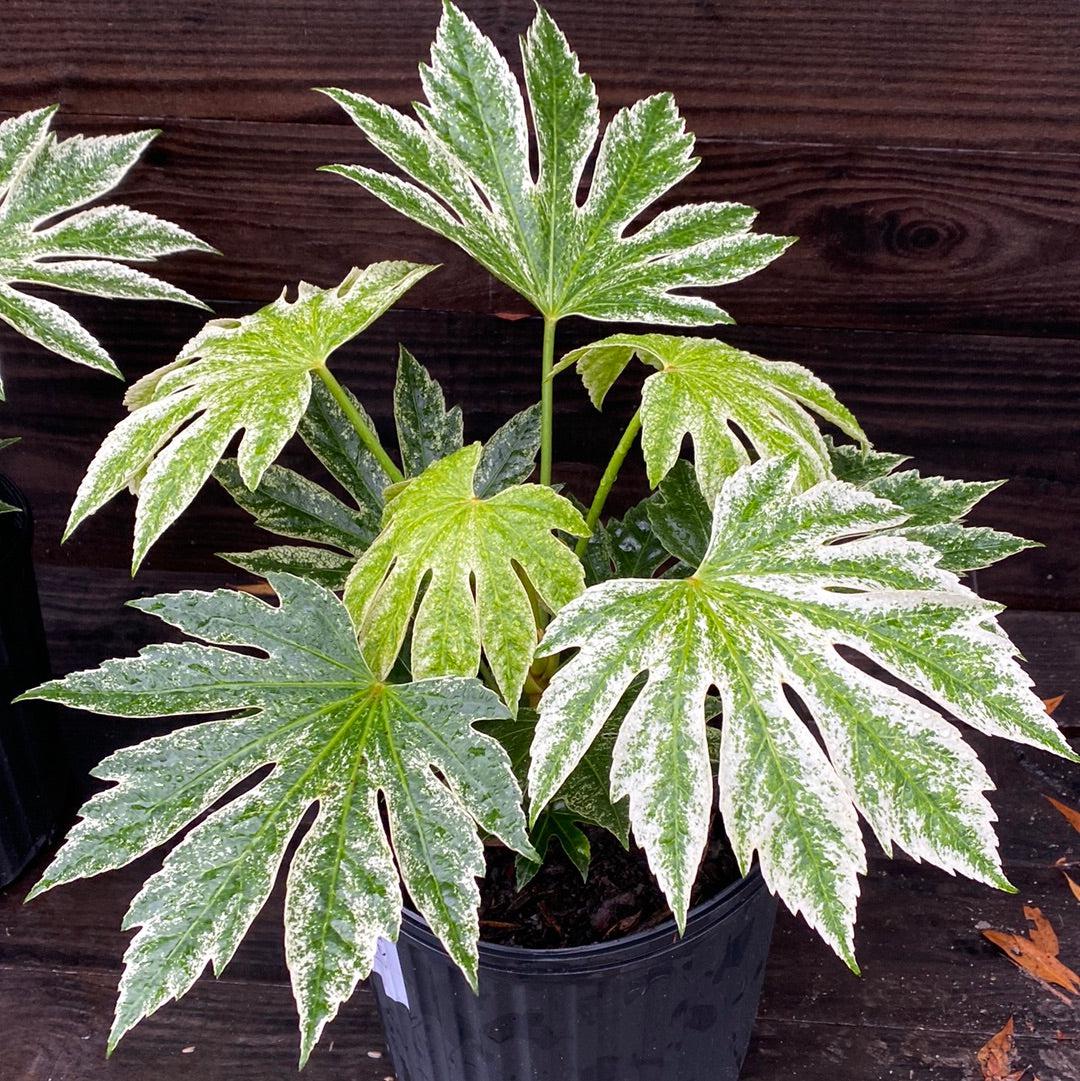 Fatsia japonica 'Spider's Web' ~ Spider's Web Fatsia-ServeScape