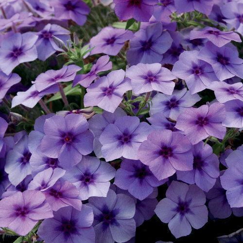 Phlox drummondii 'USPLX60306' PP21,646 ~ PW® Intensia® Blueberry Drummond Phlox-ServeScape