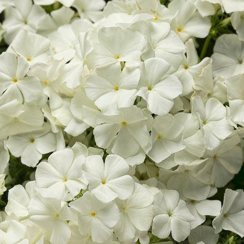 Phlox drummondii 'DPHLOX866' PP28,185 ~ PW® Intensia® White Drummond Phlox-ServeScape