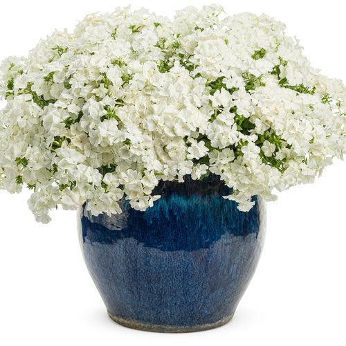 Phlox drummondii 'DPHLOX866' PP28,185 ~ PW® Intensia® White Drummond Phlox-ServeScape