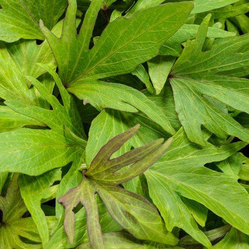 Ipomoea batatas ‘NCORNSP-027SCMG’ ~ PW® Sweet Caroline Medusa™ Sweet Potato-ServeScape