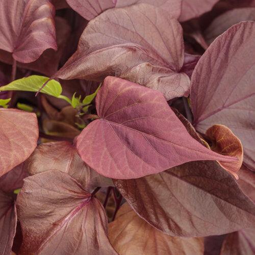 Ipomoea batatas ‘'NCORNSP-031SHMG’ ~ PW® Sweet Caroline Mahogany™ Sweet Potato-ServeScape