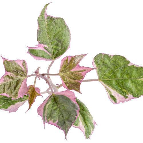 Ipomoea batatas ‘Tricolor’ ~ PW® Tricolor Sweet Potato-ServeScape