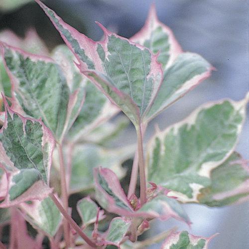Ipomoea batatas ‘Tricolor’ ~ PW® Tricolor Sweet Potato-ServeScape