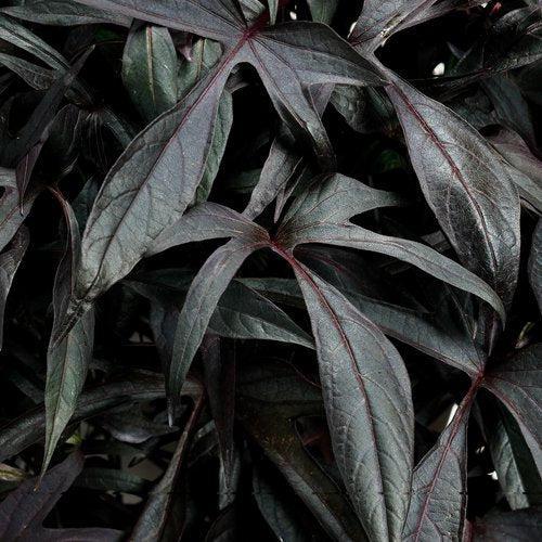 Ipomoea batatas ‘NCORNSP-011MNLC' ~ PW® Illusion® Midnight Lace Sweet Potato-ServeScape