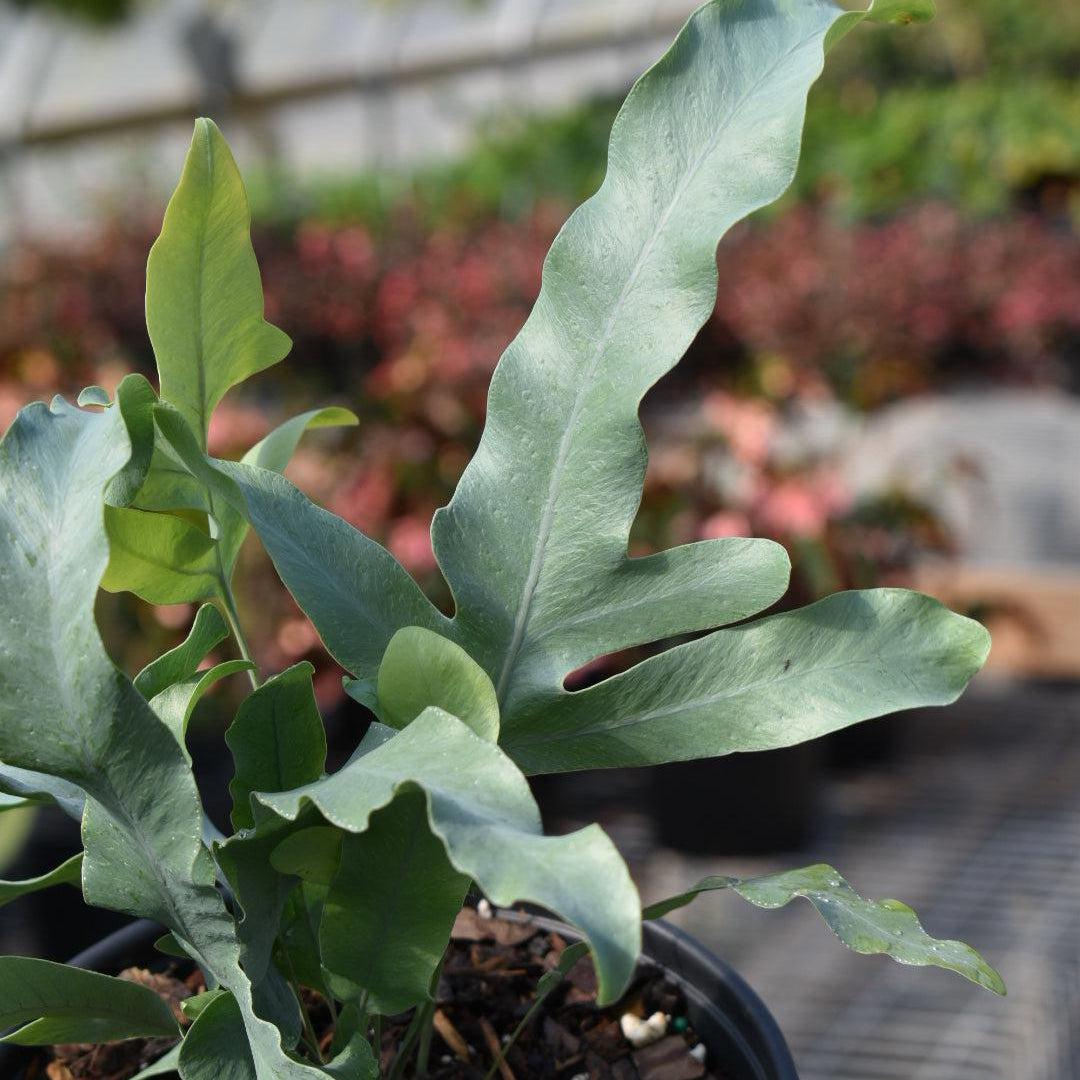 Phlebodium aureum ~ Monrovia® Blue Star Fern-ServeScape