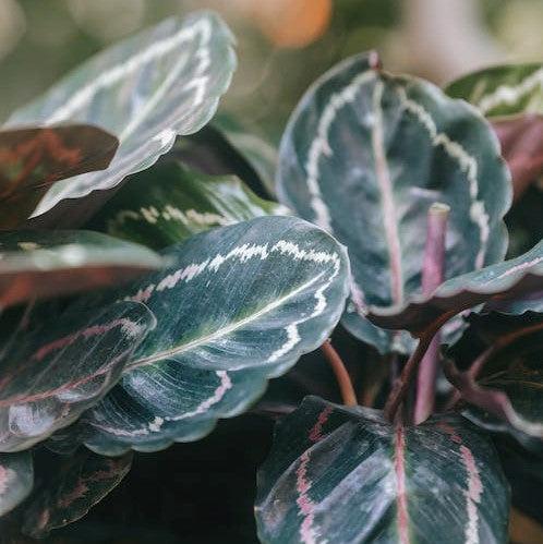Calathea roseopicta 'Illustris' ~ Monrovia® Illustris Painted Prayer Plant-ServeScape