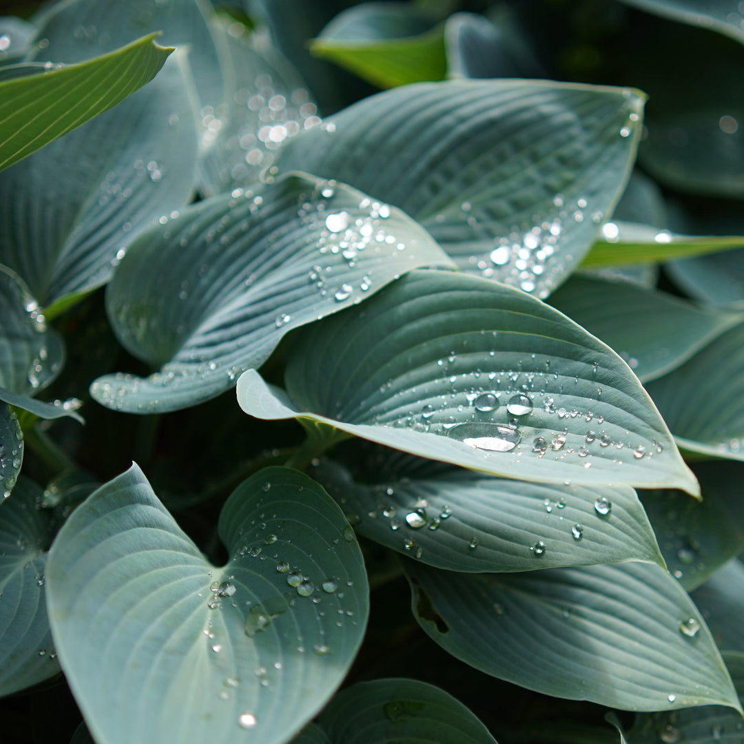 Hosta 'Fragrant Blue' ~ Monrovia® Fragrant Blue Hosta-ServeScape