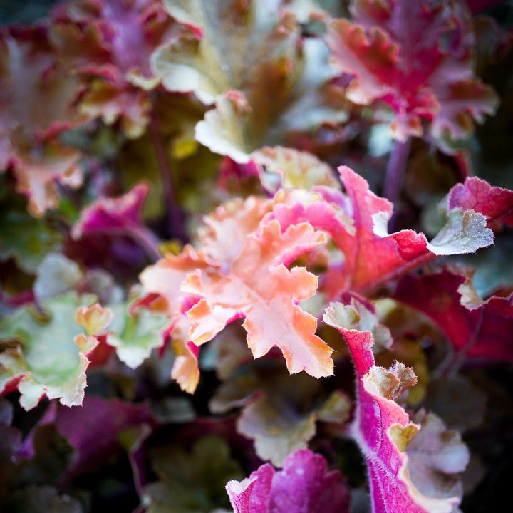Heuchera 'DOHEUGABERU' ~ Monrovia® Sienna Sunrise® Heuchera-ServeScape