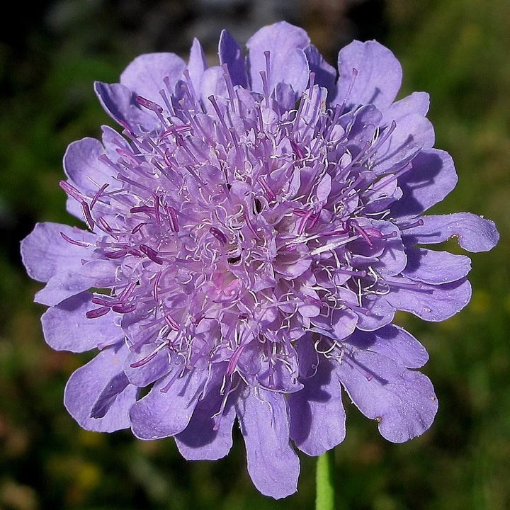 Scabiosa columbaria 'Giga Blue' ~ Monrovia® Giga® Blue Pincushion Flower-ServeScape