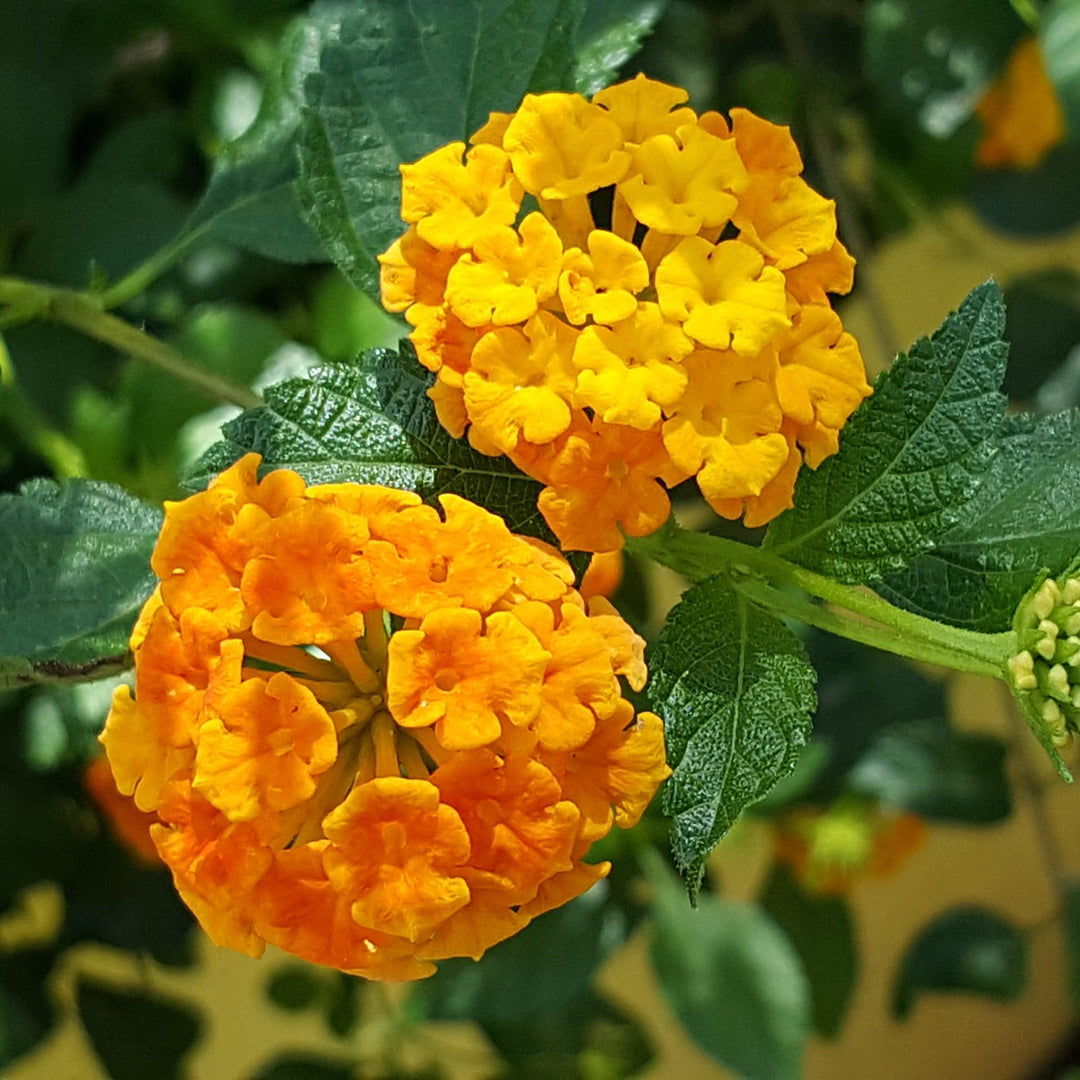 Lantana 'PII-LC1' ~ Monrovia® Casablanca® Lantana-ServeScape