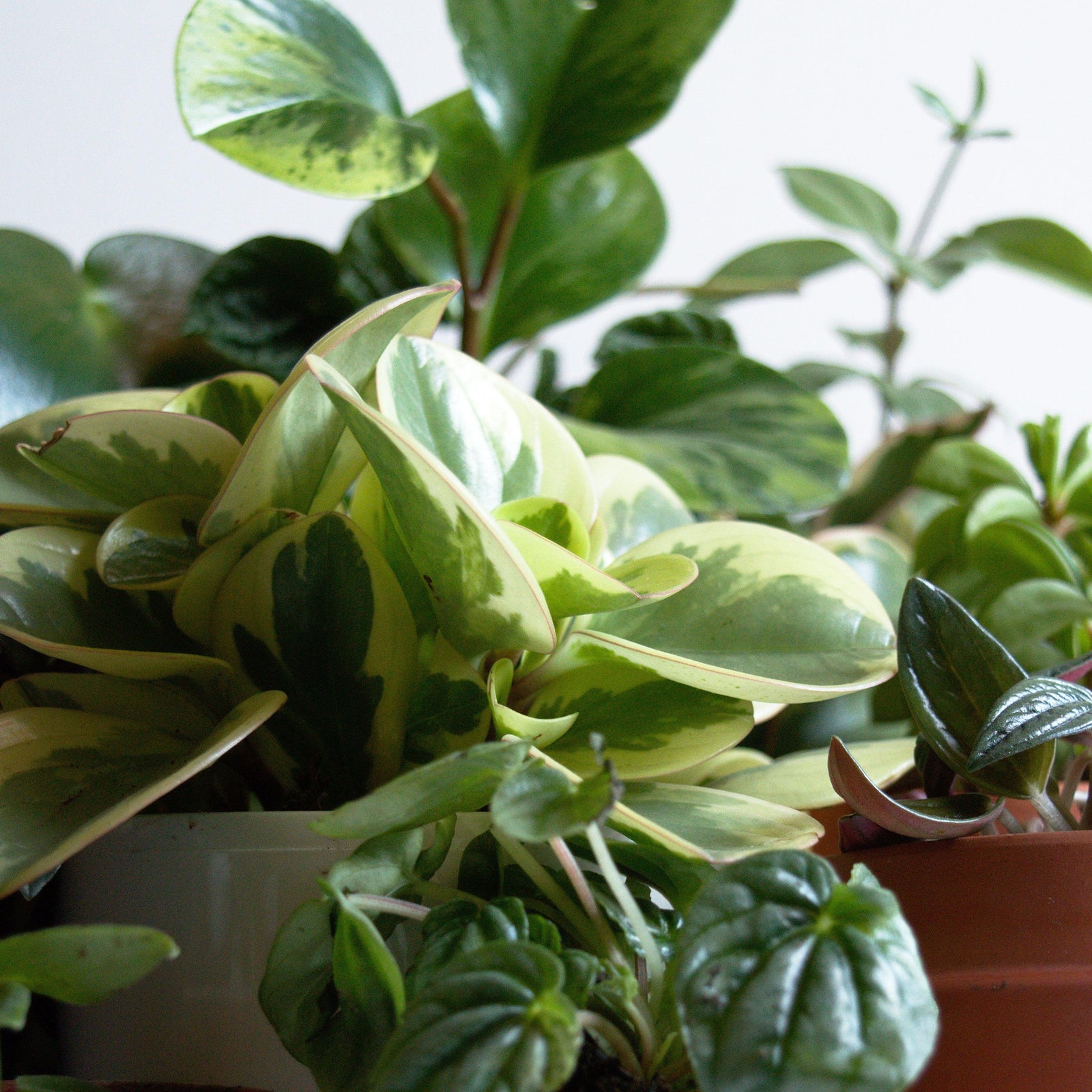 Peperomia obtusifolia 'Obtipan bicolor' ~ Monrovia® Optipan Bicolor Peperomia-ServeScape