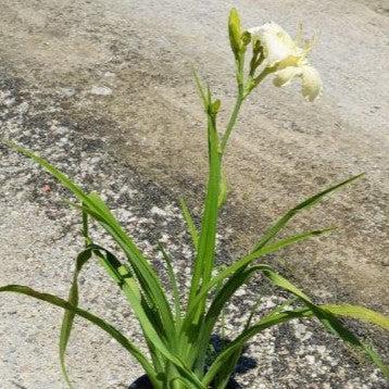 Hemerocallis 'Joan Senior' ~ Joan Senior Daylily-ServeScape