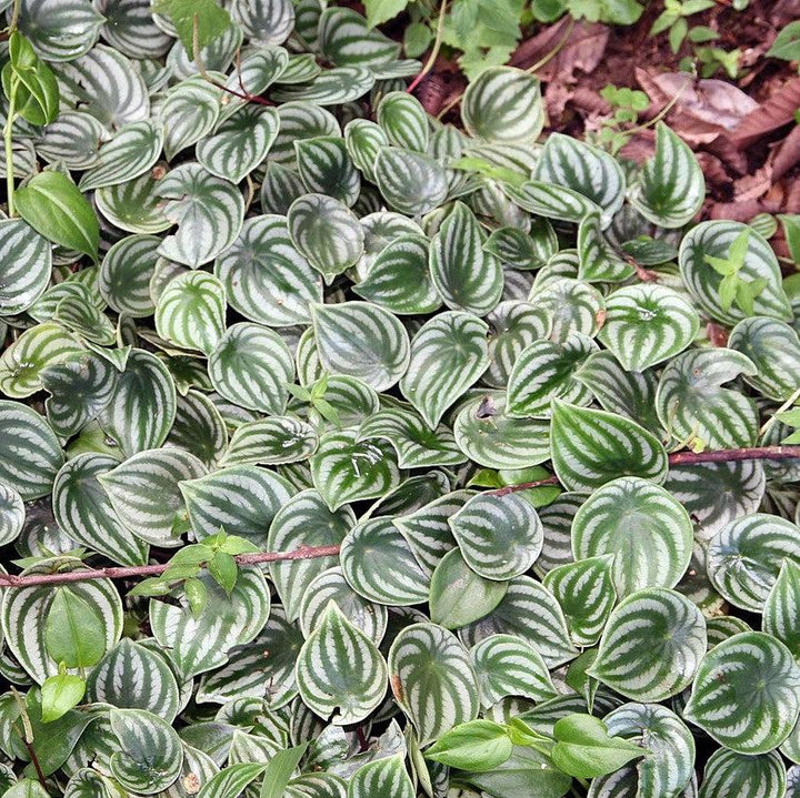 Peperomia Argyrela ~ Monrovia® Watermelon Peperomia-ServeScape