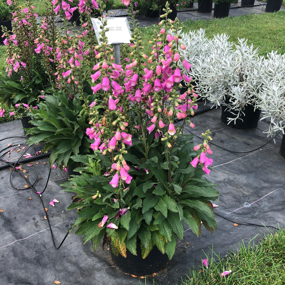 Digitalis x 'Pink Panther'~ Monrovia® Pink Panther Foxglove-ServeScape