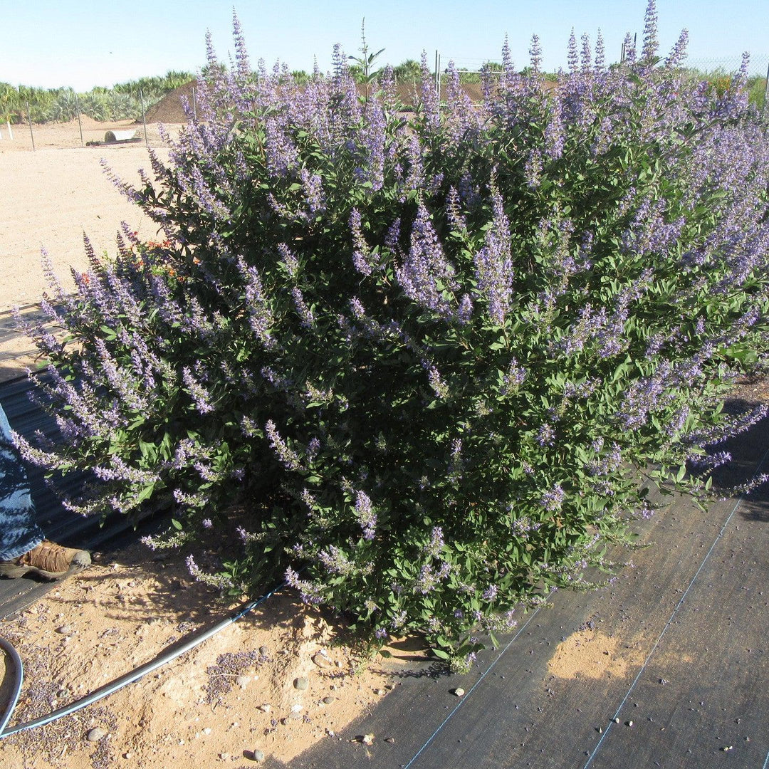 Vitex x ‘Helen Froehlich’ ~ Monrovia® Summertime Blues™ Chaste Tree-ServeScape