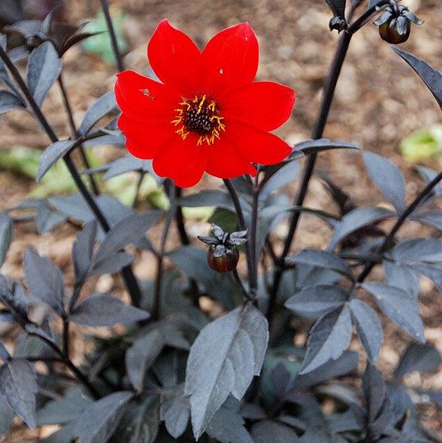 Dahlia 'HDCHR23' PP26,140 ~ Monrovia® Happy Days™ Cherry Red Dahlia-ServeScape