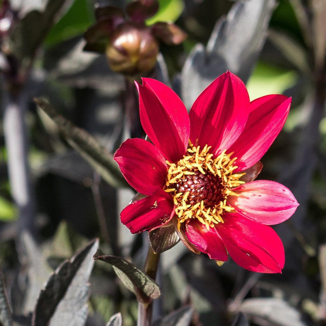 Dahlia 'HDCHR23' PP26,140 ~ Monrovia® Happy Days™ Cherry Red Dahlia-ServeScape