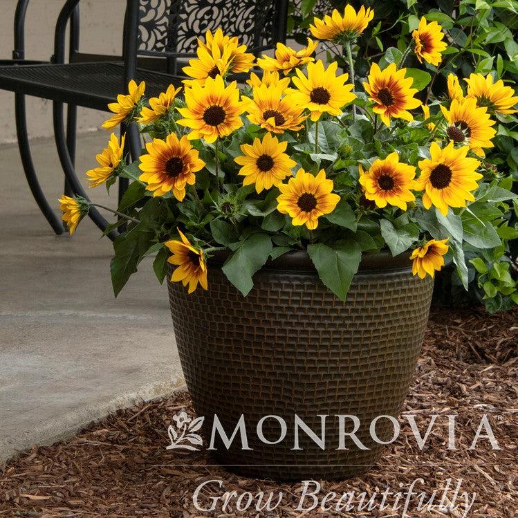 Helianthus x annuus 'TMSNBLEV01' PP #31,423 ~ Monrovia® SunBelievable™ Brown Eyed Girl Helianthus-ServeScape