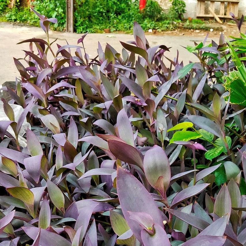 Setcreasea pallida ~ Monrovia® Purple Heart-ServeScape