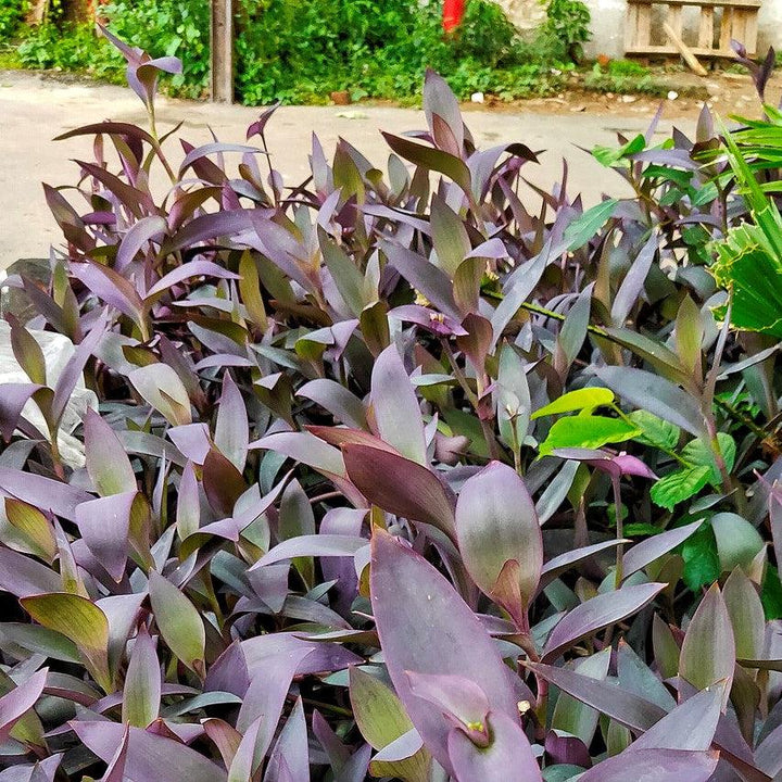Setcreasea pallida ~ Monrovia® Purple Heart-ServeScape