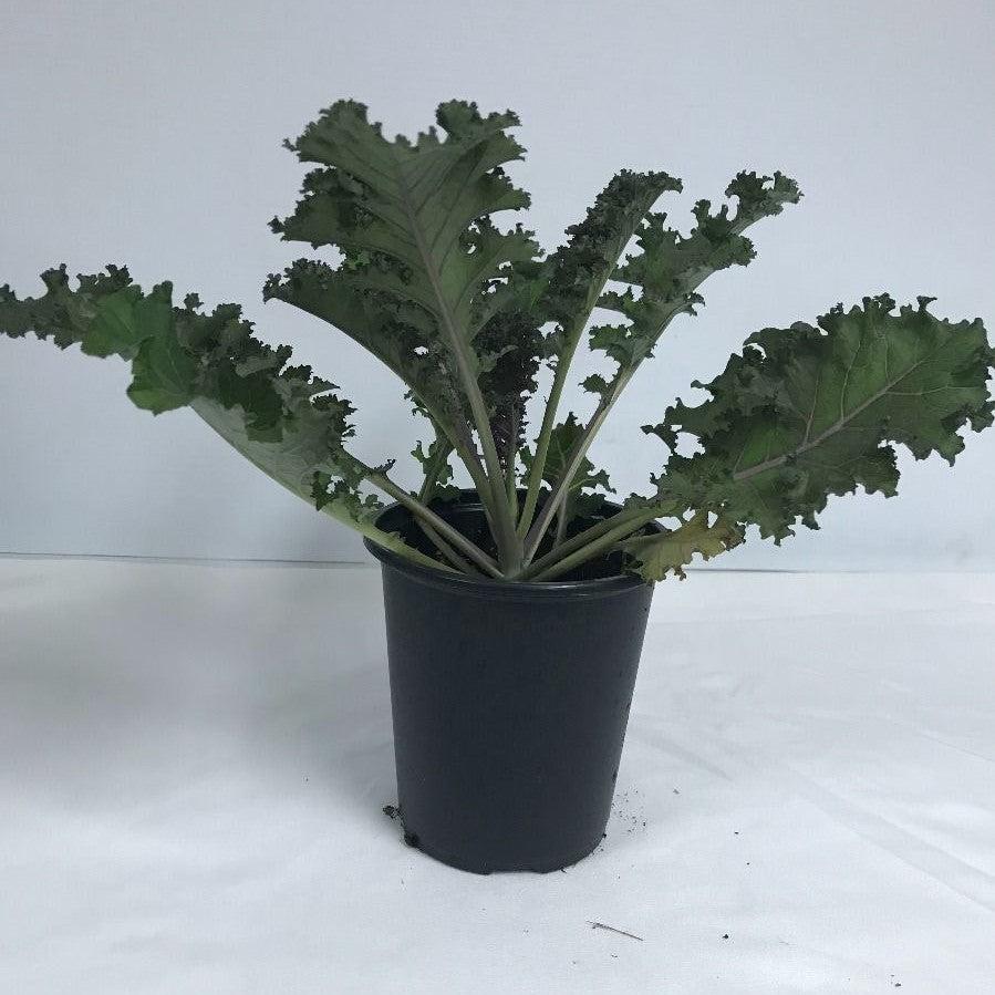 Coweta Greenhouses ~ Kale-ServeScape