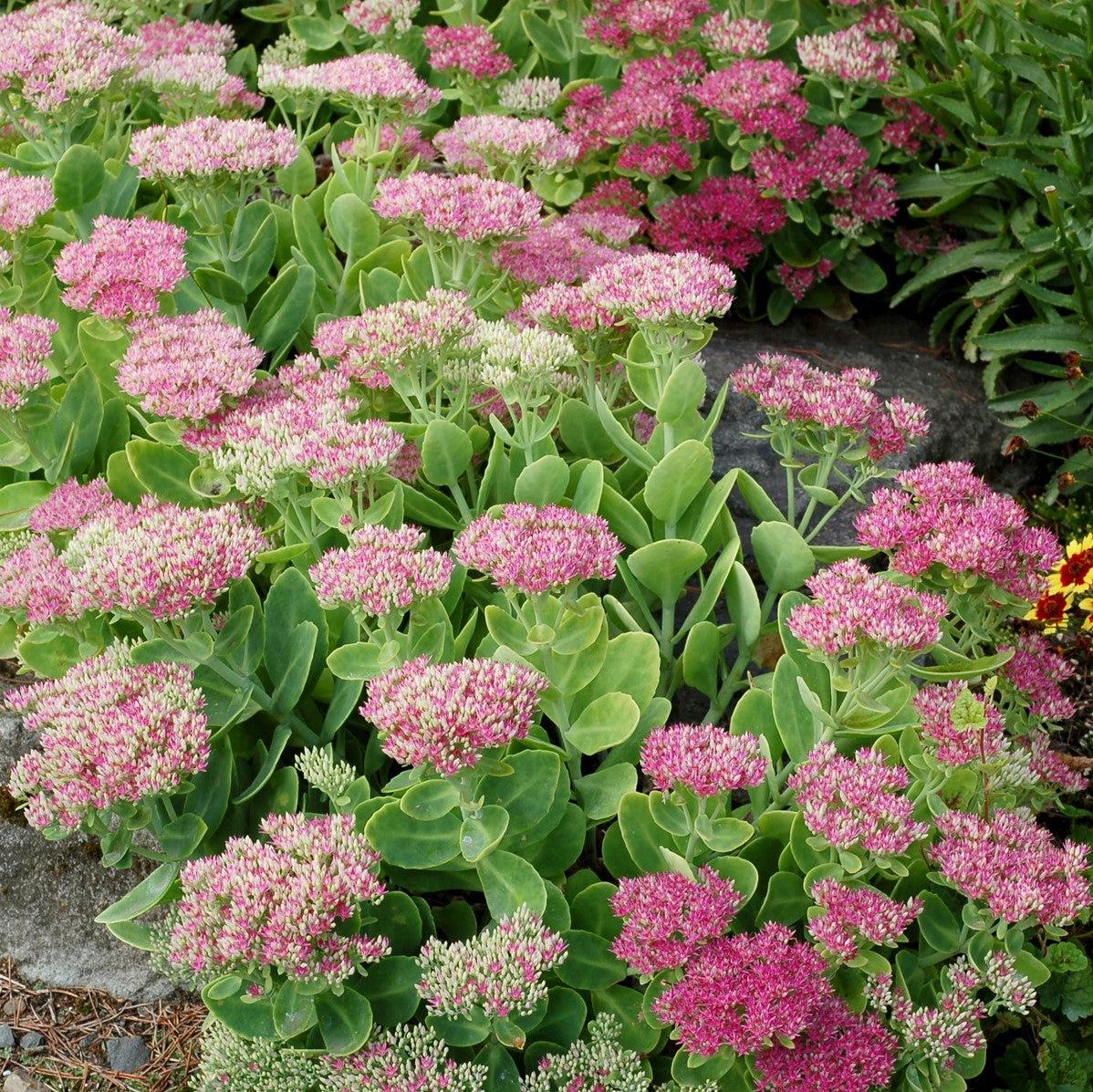 Sedum spectabile 'Crystal Pink' ~ Monrovia® Crystal Pink Sedum-ServeScape