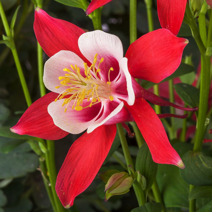 Aquilegia caerulea 'Red & White' ~ Monrovia® Kirigami™ Red & White Columbine-ServeScape