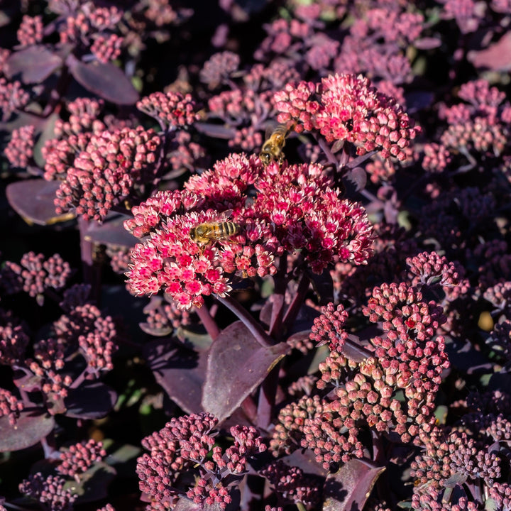 Sedum telephium 'Dark Magic' PP #27,619 ~ Monrovia® Dark Magic Sedum-ServeScape