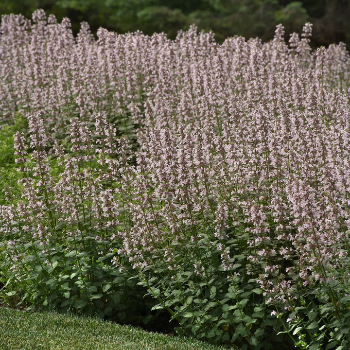 Nepeta x faassenii 'Balpurrink' PP33,184 ~ Monrovia® Whispurr™ Pink Catmint-ServeScape