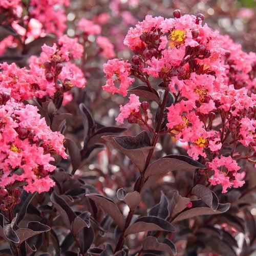 Lagerstroemia indica 'SMNLIJ' ~ Center Stage® Coral Crapemyrtle-ServeScape