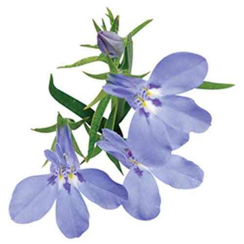 Lobelia erinus ’WNLOBLSB23’ ~ PW® Laguna® Sky Blue Lobelia-ServeScape