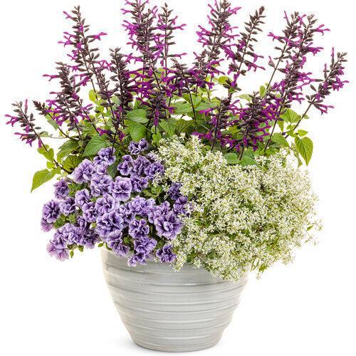 Salvia 'WNSVRDP23' ~ PW® Rockin'® Deep Purple Salvia-ServeScape