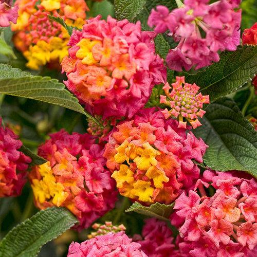Lantana camara 'LAN 876' PP23,919 ~ PW® Luscious® Berry Blend™ Lantana-ServeScape