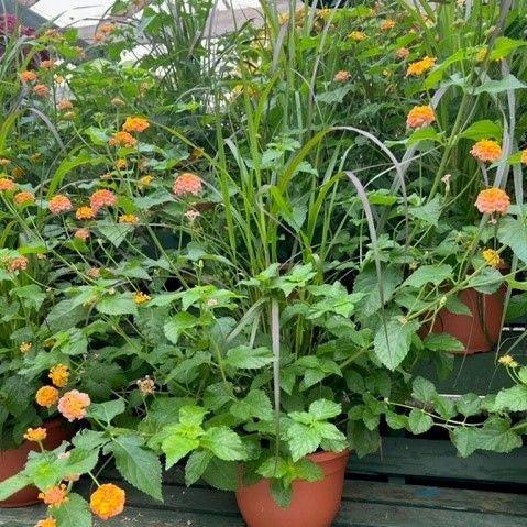 Coweta Greenhouses ~ Lantana & Grass Combo-ServeScape