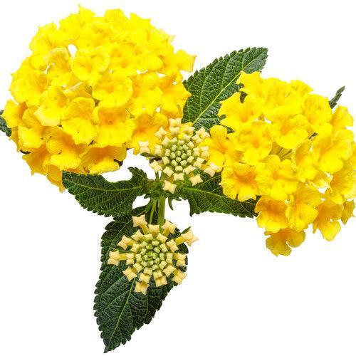 Lantana camara 'Ballany177' ~ PW® Luscious® Citron™ Lantana-ServeScape