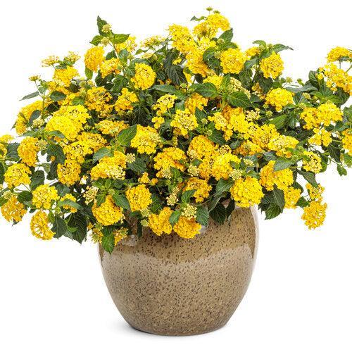 Lantana camara 'Ballany177' ~ PW® Luscious® Citron™ Lantana-ServeScape