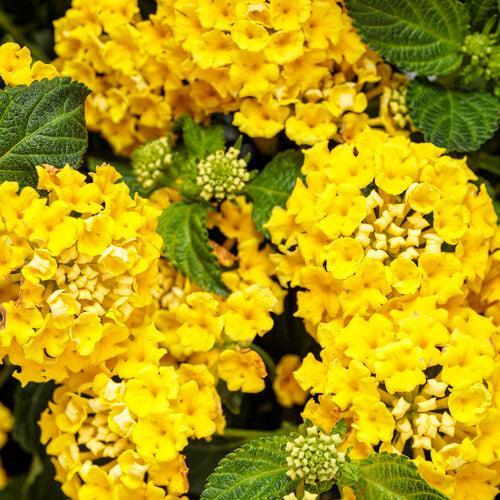 Lantana camara 'Ballany177' ~ PW® Luscious® Citron™ Lantana-ServeScape