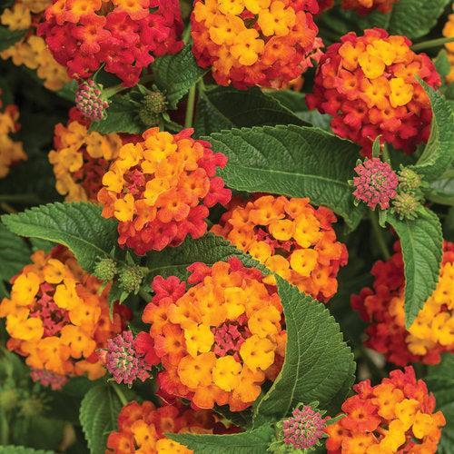 Lantana camara 'Balandusbi' ~ PW® Luscious® Citrus Blend™ Lantana-ServeScape