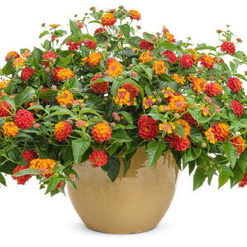 Lantana camara 'Balandusbi' ~ PW® Luscious® Citrus Blend™ Lantana-ServeScape