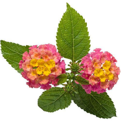 Lantana camara 'DLANTAN95' ~ PW® Luscious® Royale Cosmo Lantana-ServeScape